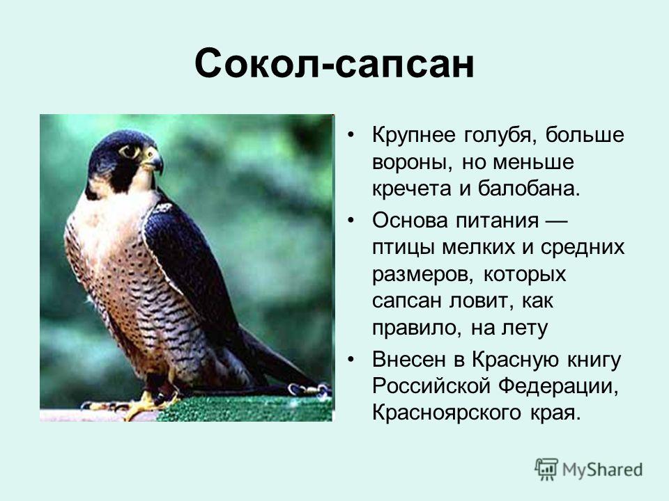 Сапсан размер. Сапсан птица питание. Сапсан птица красная книга. Сокол Сапсан информация.