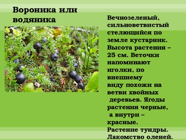 Сообщение 4 класс окружающий растения тундры. Вороника ягода краткое описание. Водяника шикша описание. Вороника черная описание. Кустарник водяника.