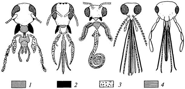 Типы аппаратов насекомых. Различные типы ротовых аппаратов насекомых. Типы ротовых аппаратов насекомых схема. Насекомое Тип ротового аппарата Имаго. Строение ротового аппарата насекомых.