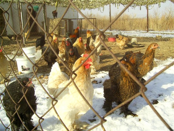 Какую температуру выдерживают куры зимой в курятнике. Зимний выгул для кур. Прогулки для кур зимой. Зимний выгул несушек. Выгул птиц зимой.