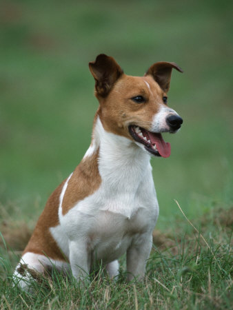 Jack Russell Terrier este o rasa unica de caine. - Conținut June