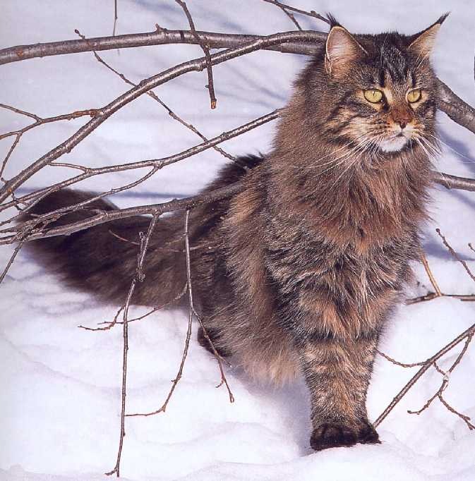 Лесная кошка купить. Норвежская Лесная короткошерстная. Скандинавская Лесная кошка. Норвежский Лесной кот. Норвежская Лесная кошка короткошерстная.
