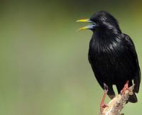 Starling, atau starling biasa