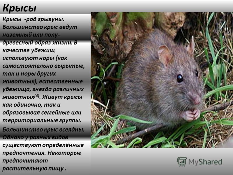 Рак крысы характеристика. Образ жизни грызунов. Грызуны род. Обитание крыс.