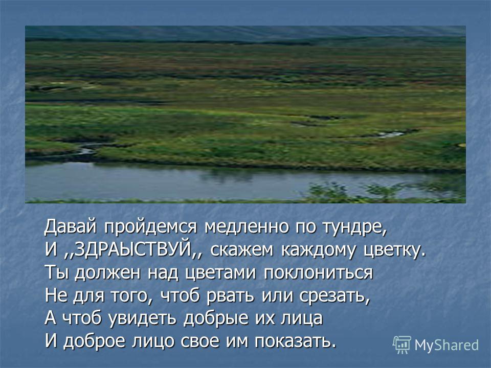 Тундры расположена. Месторасположение тундры. Расположение тундры.