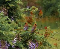 Sviristel: descrição e foto, pássaro migratório ou invernante