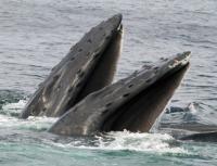 Ordinul Cetaceelor ​​Lipsa membrelor la balene
